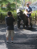 316-5377 San Diego Zoo - Gorilla Statues